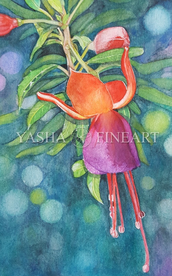 Fuchsie (Fuchsia)