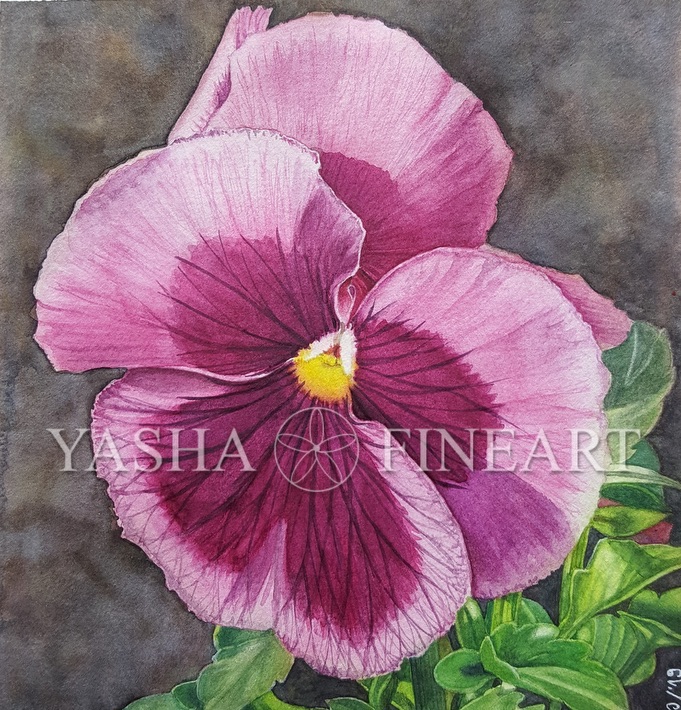 Stiefmütterchen, Pansy, Viola