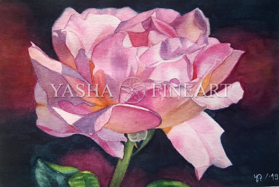 Rose