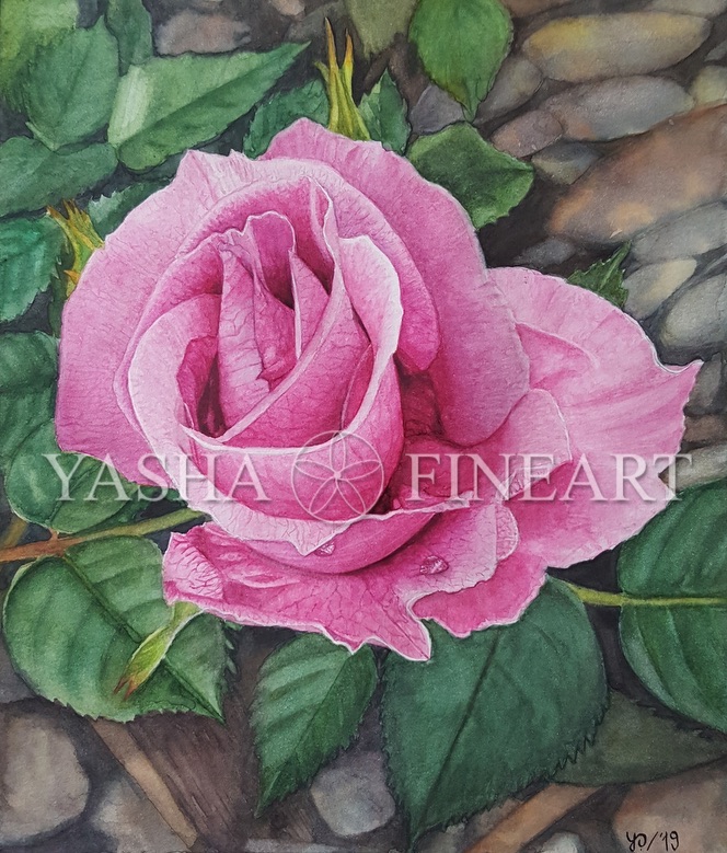 Rose