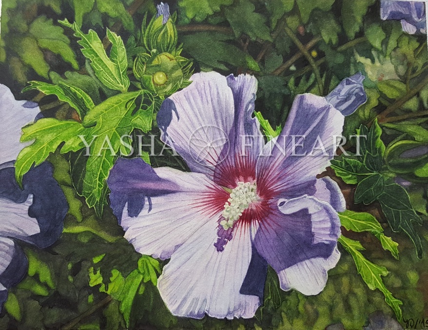 Hibiskus, Hibiscus