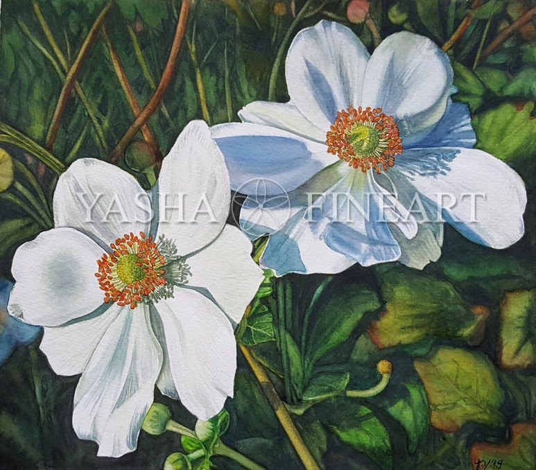 Herbstanemone, Autumn Anenmone, Anemone Hupehensis