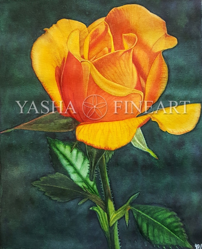 Rose