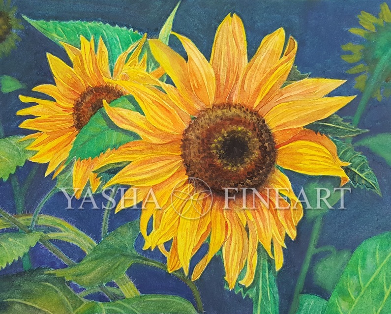Sonnenblume, Sunflower, Helianthus