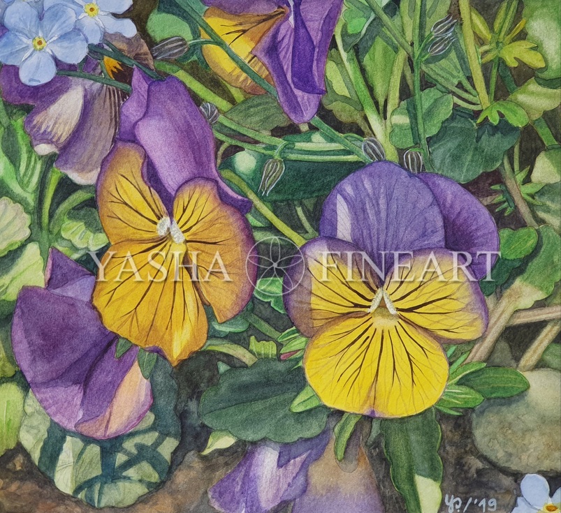 Stiefmütterchen, Pansies, Viola