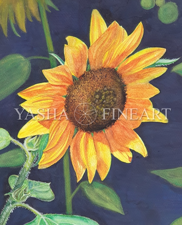 Sonnenblume, Sunflower, Helianthus