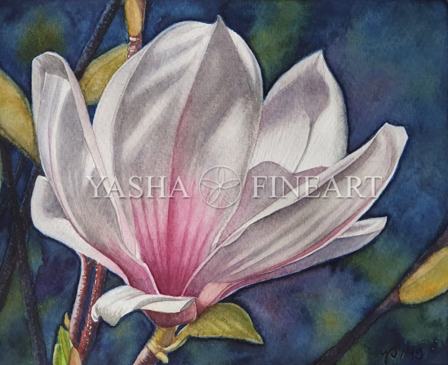 Magnolie, Magnolia
