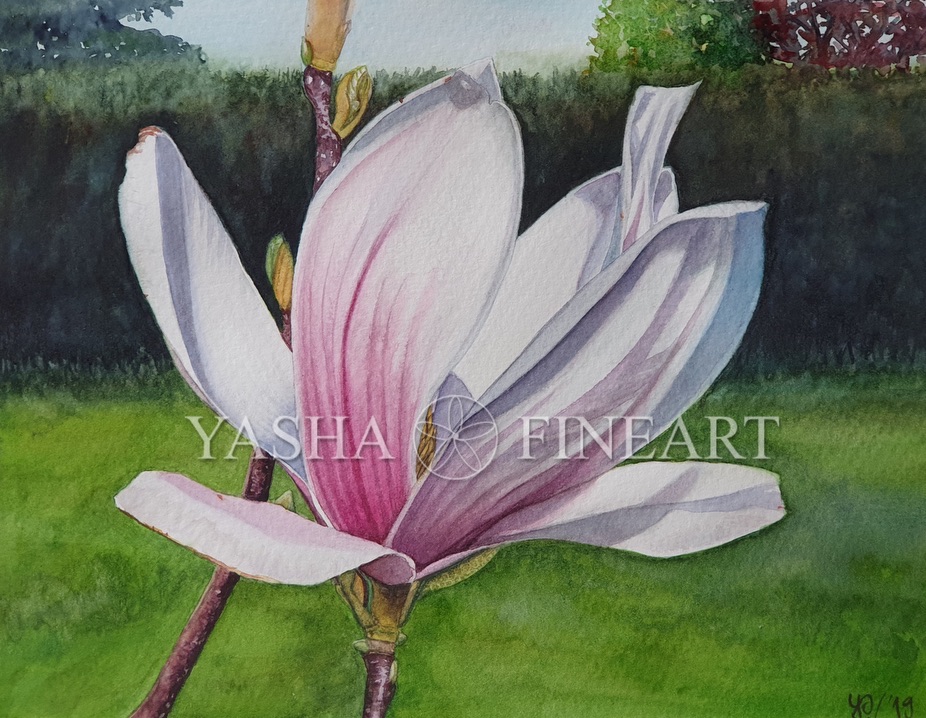 Magnolie, Magnolia