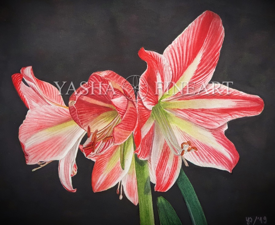 Amaryllis_Ritterstern_Hippeastrum