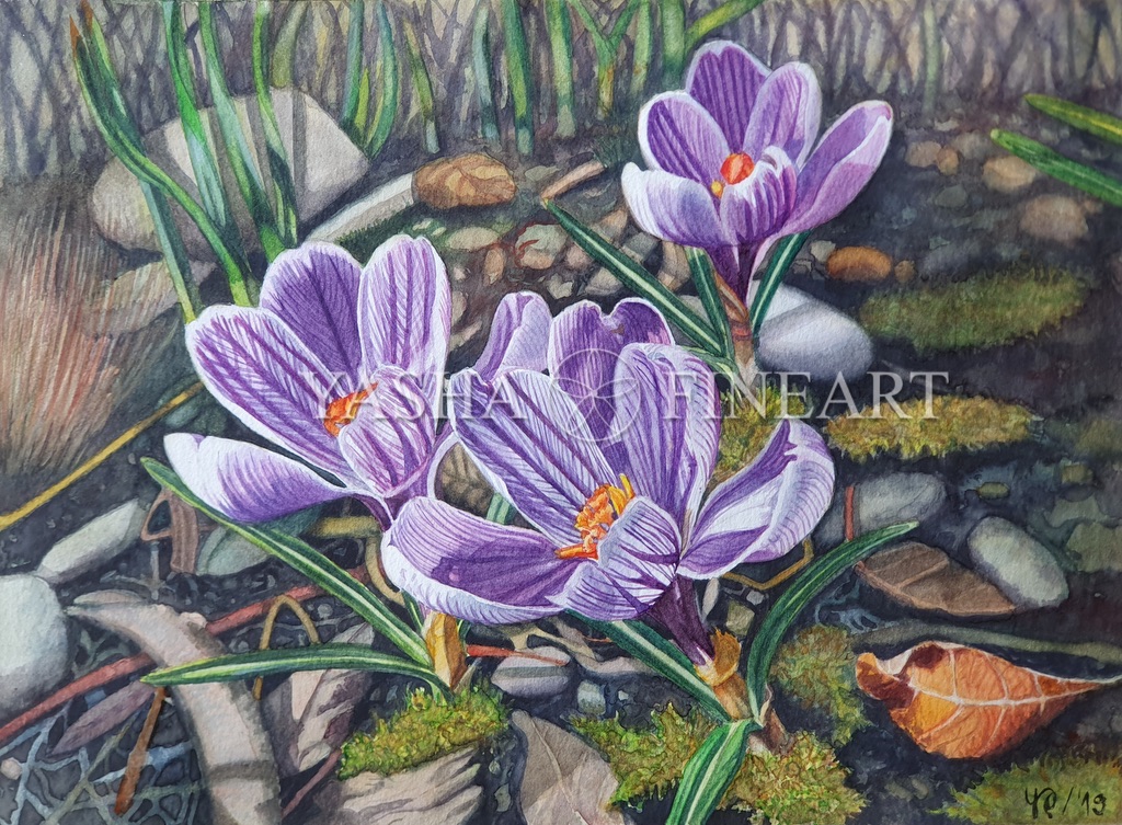Krokus, Crocus