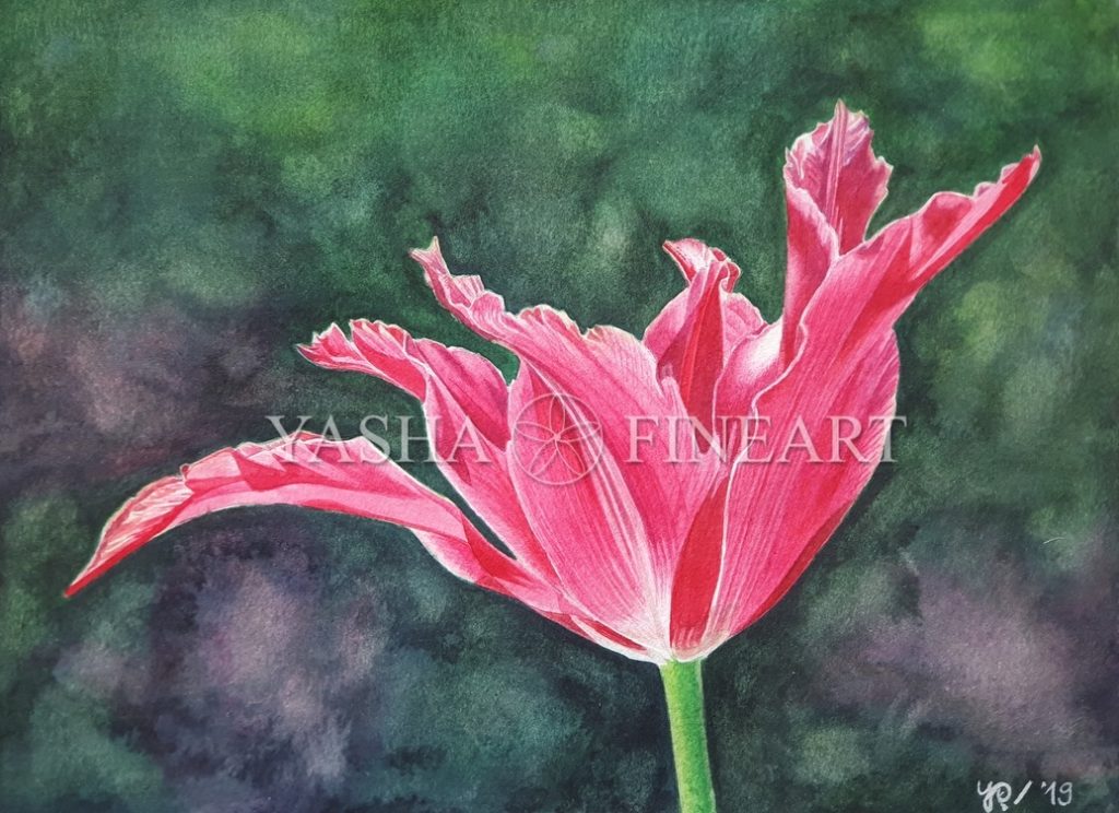 Tulpe, Tulip, Tulipa