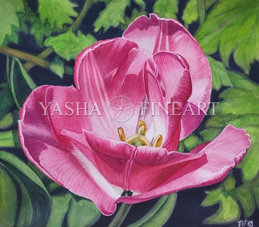 Tulpe, Tulip, Tulipa
