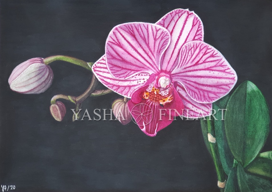 Orchidee, Orchid, Orchidea