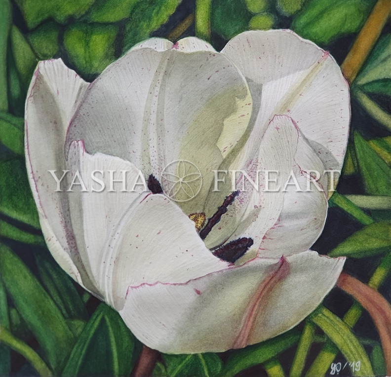 Tulpe, Tulip, Tulipa