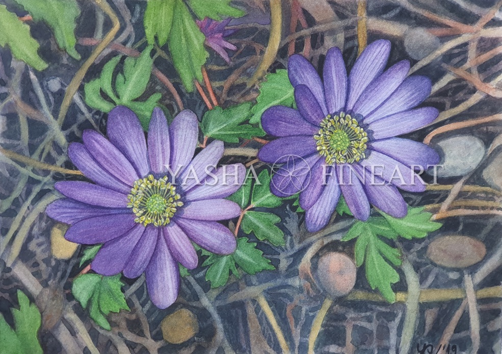 Balkan Anemone, Anemone Blanda