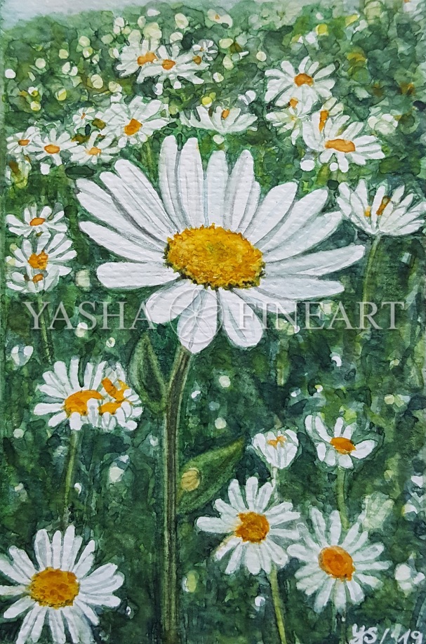 Margeriten, Margeritenwiese, Meadow with Margerite, Leucanthemum