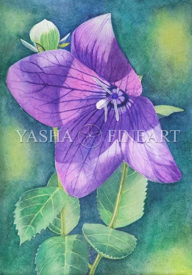 Ballonblume, Balloon Flower, Platycodon Grandiflora