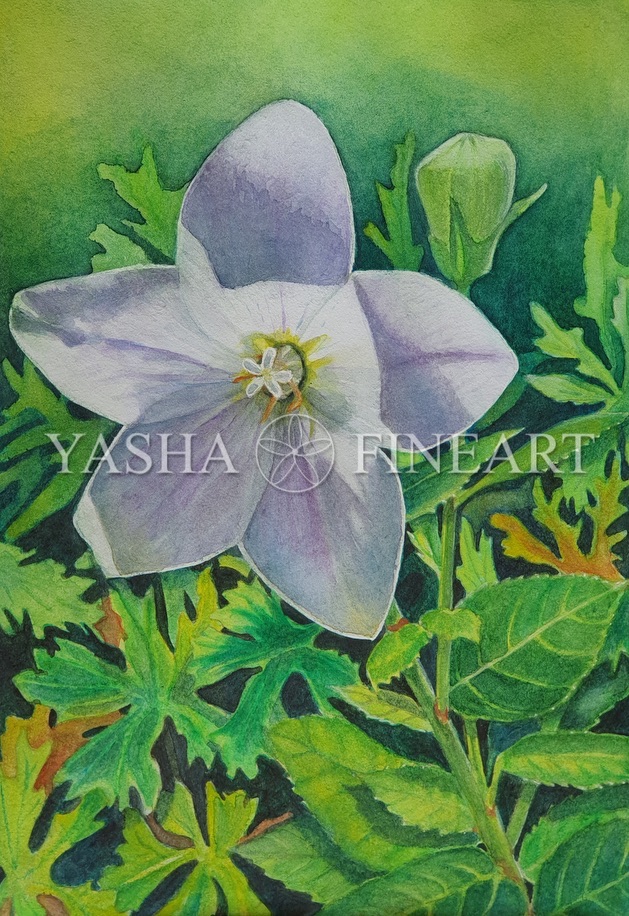 Ballonblume, Balloon Flower, Platycodon Grandiflora