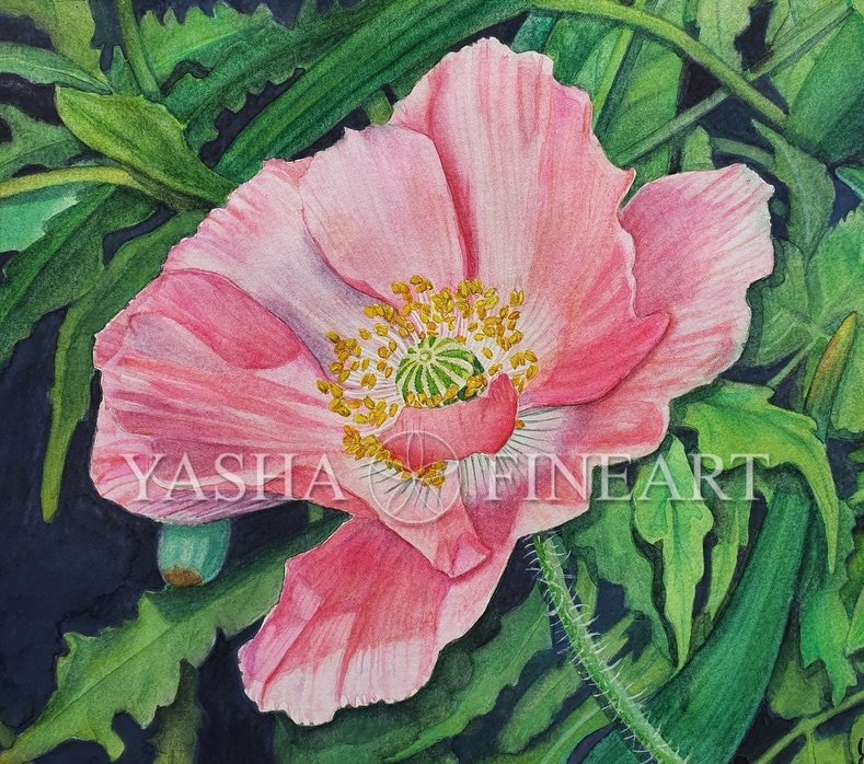 Mohnblume, Poppy, Papaver