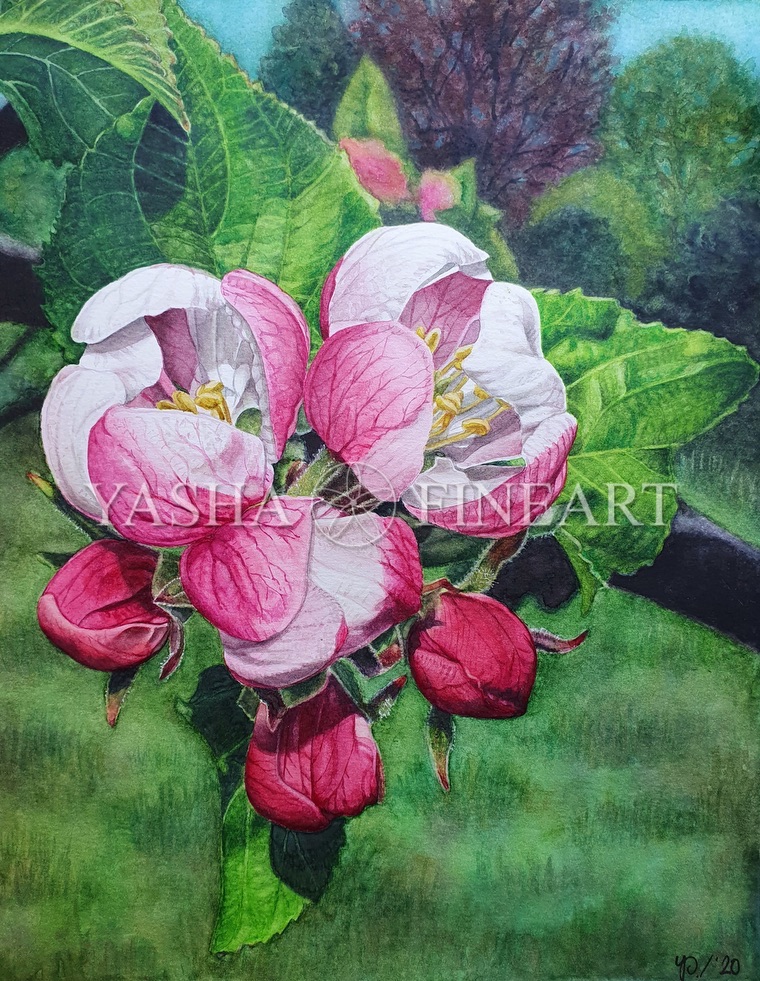 Apfelblüten, Obstblüten, Apple Blossom