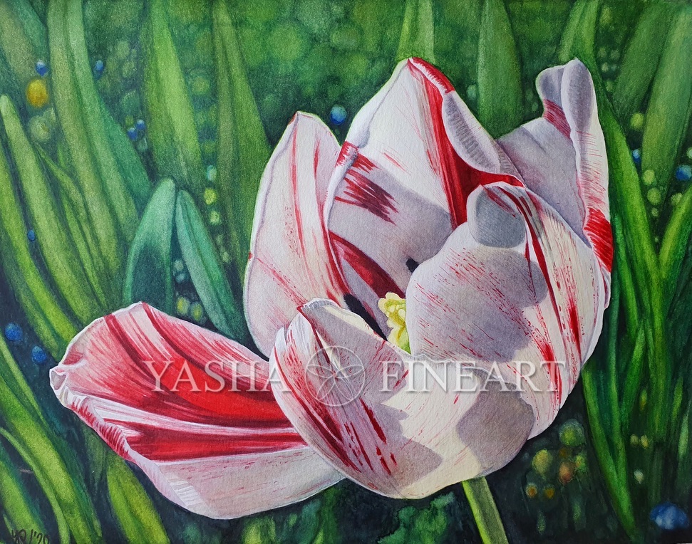 Tulpe, Tulip, Tulipa
