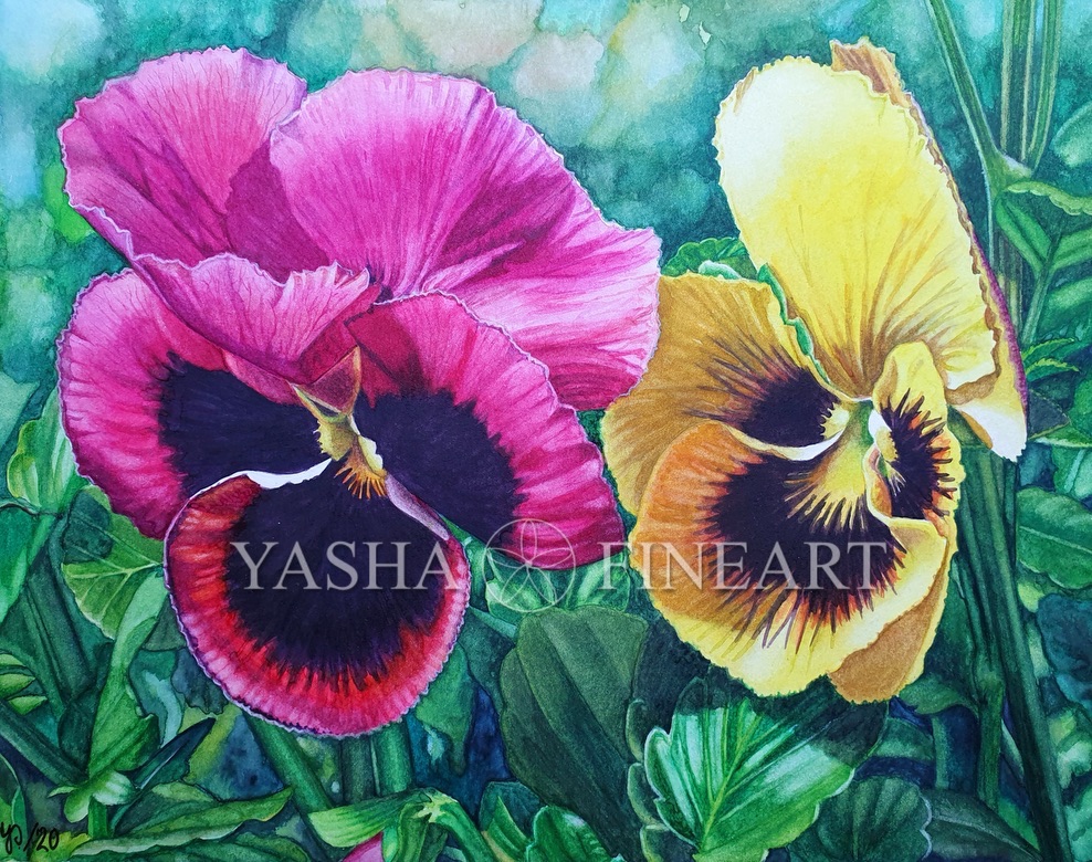 Stiefmütterchen, Pansy, Viola