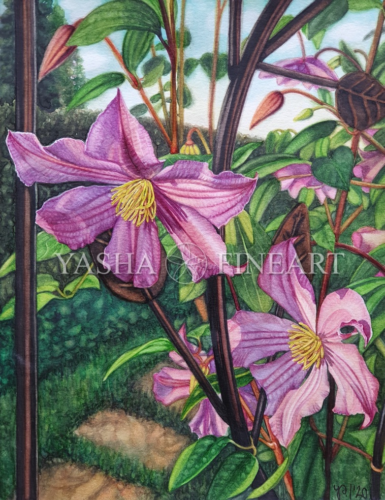 Waldrebe, Clematis "Arabella"