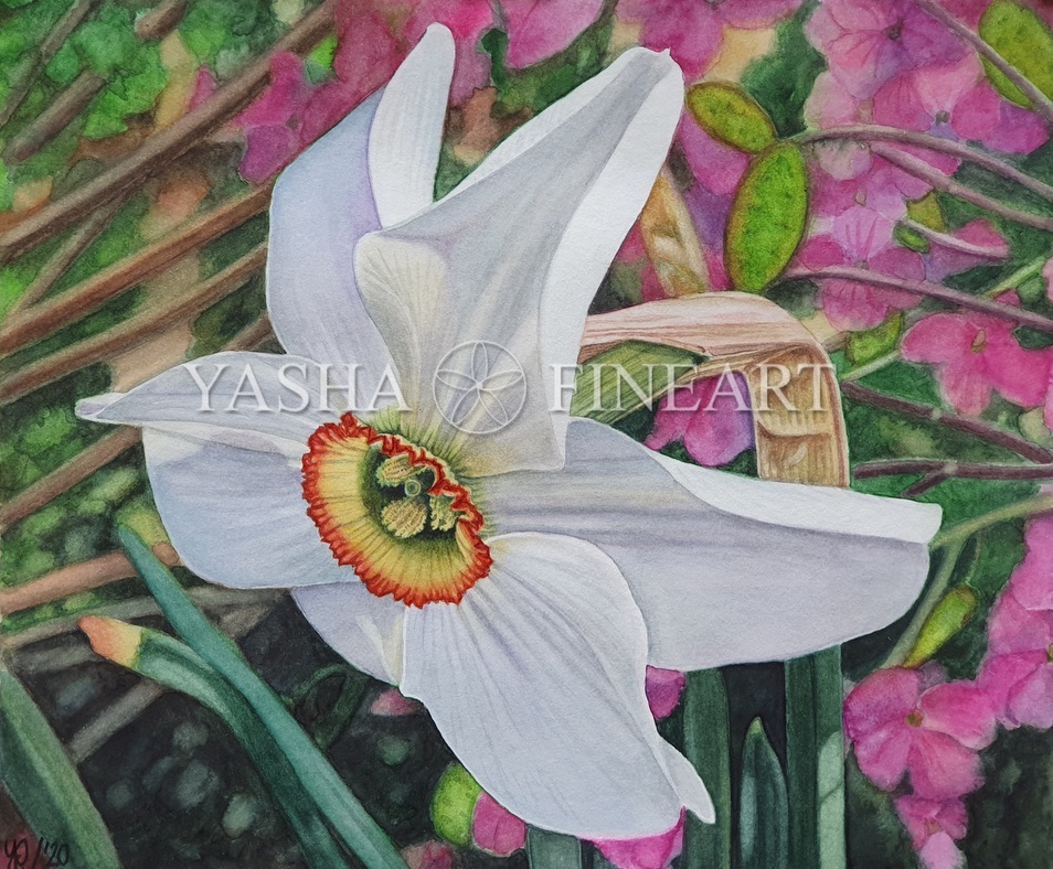 Narzisse, Daffodil, Narcissus