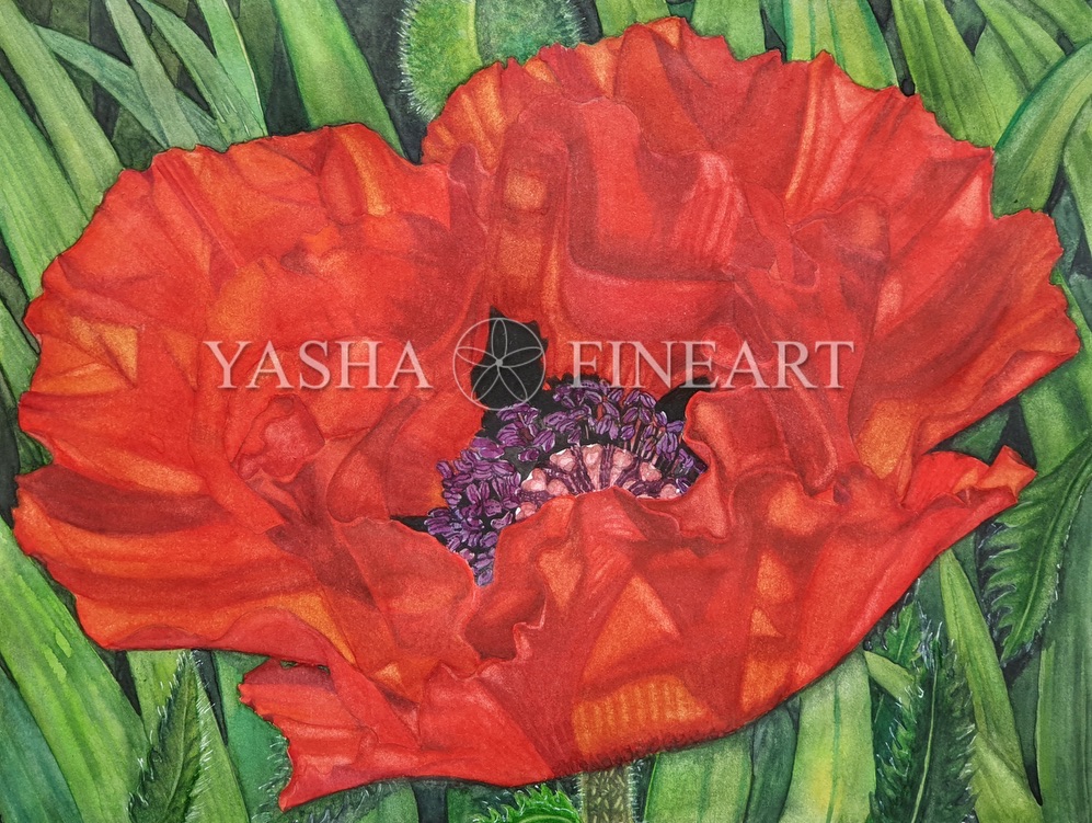 Mohn, Poppy, Papaver