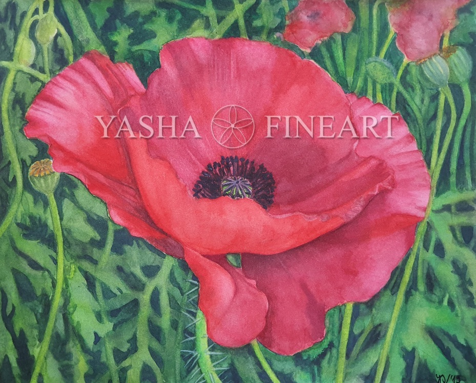 Mohn, Poppy, Papaver