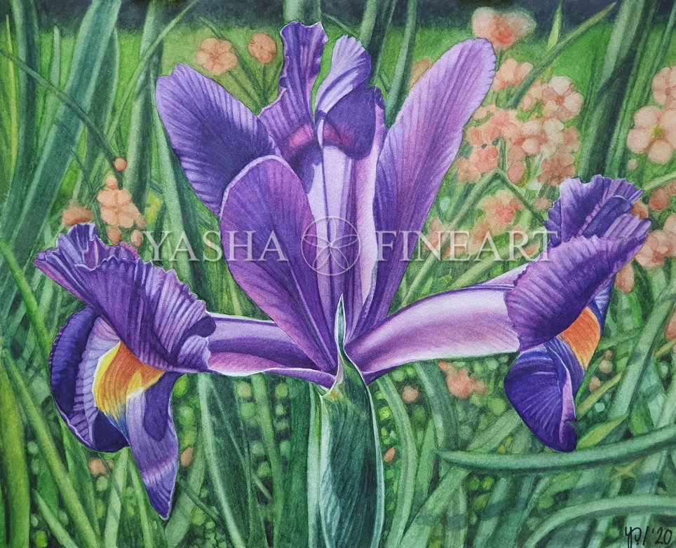 Iris, Schwertlilie