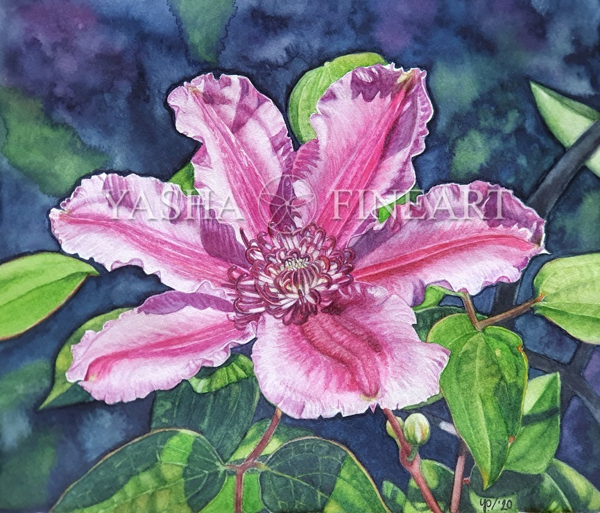 Clematis Carnaby