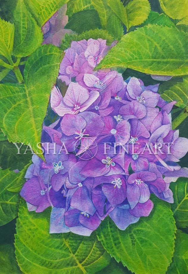 Hortensie, Hydrangea