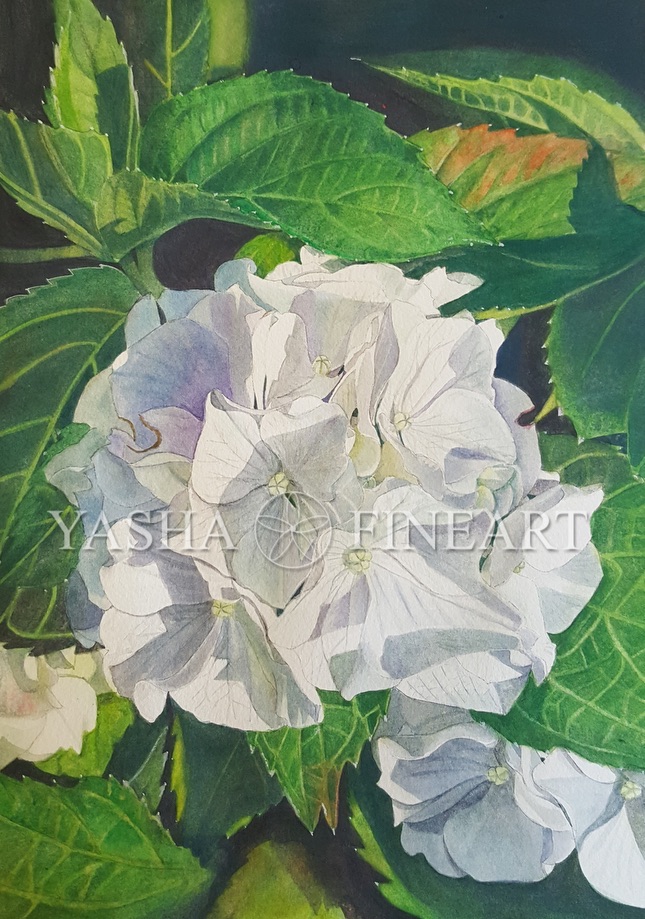 Hortensie, Hydrangea