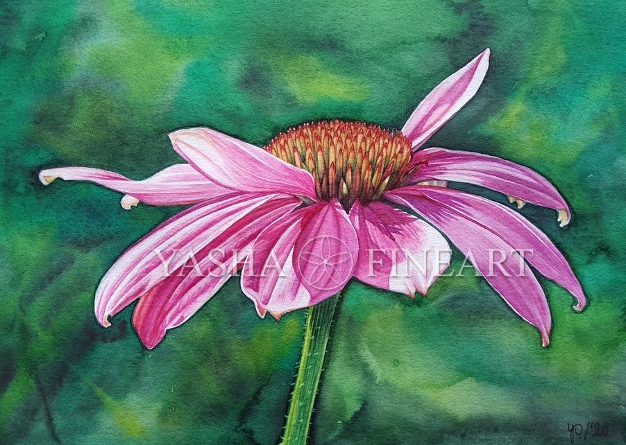 Sonnenhut, Coneflower, Echinacea