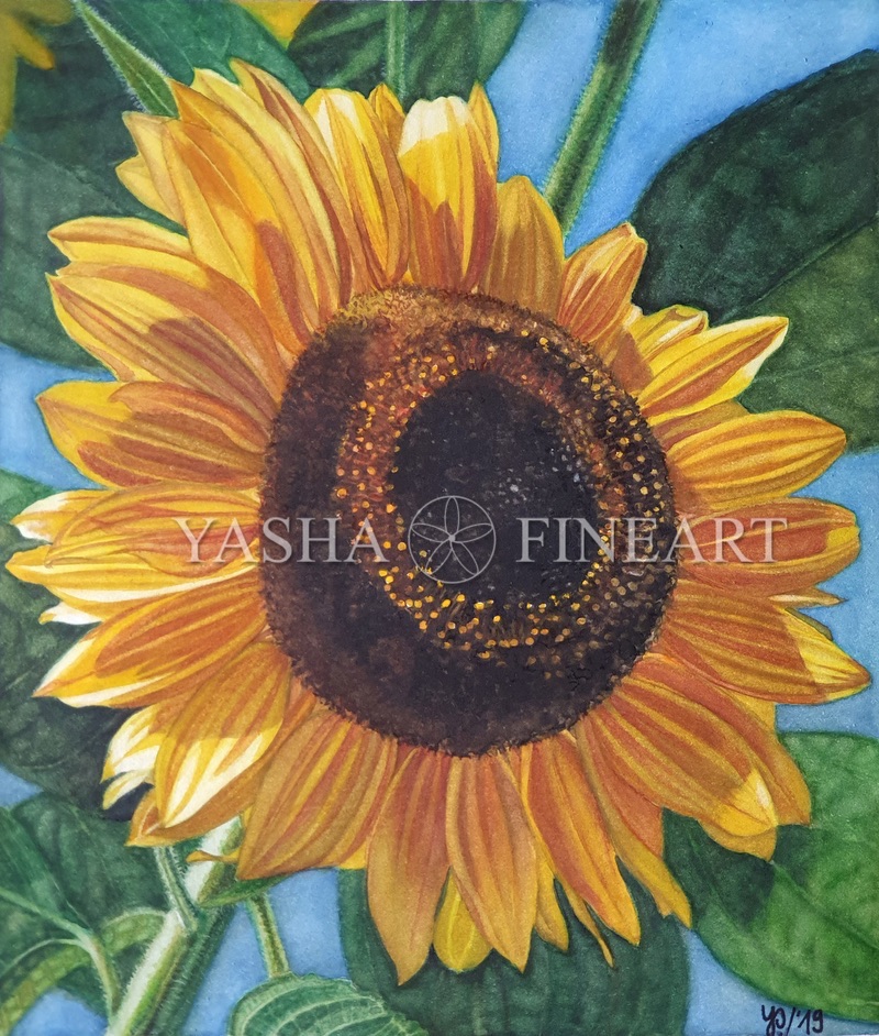 Sonnenblume, Sunflower, Helianthus