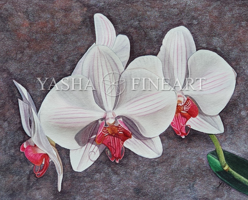 Orchidee, Orchid, Orchidea