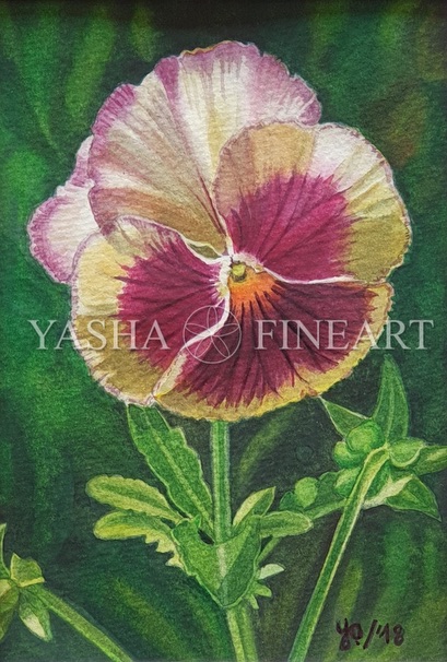 Stiefmütterchen, Pansy, Viola