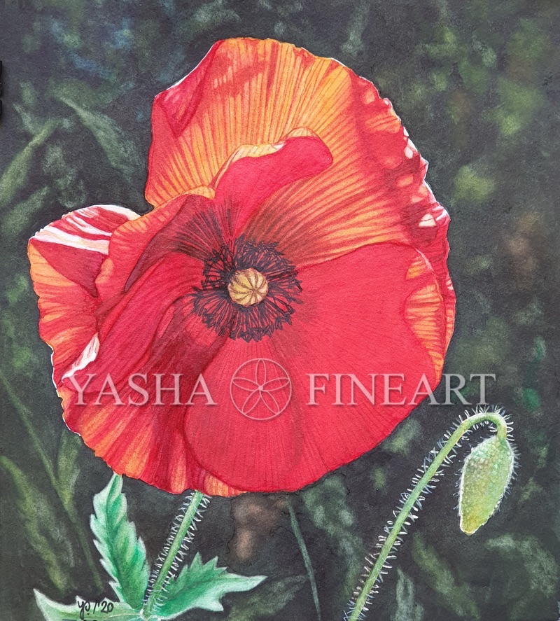 Mohn, Poppy, Papaver