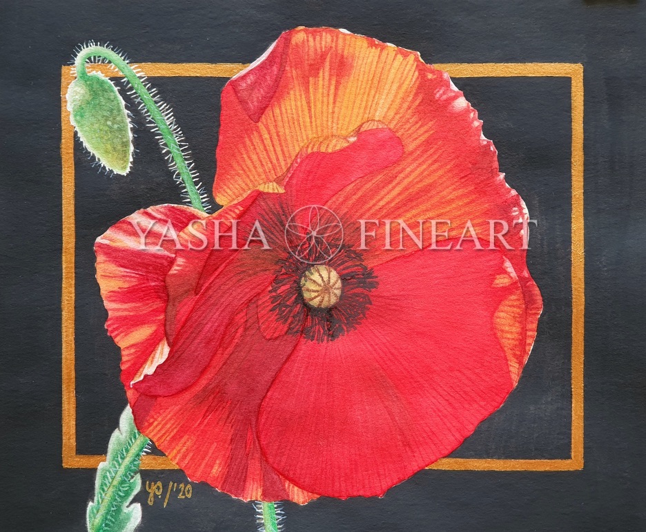 Mohn, Poppy, Papaver