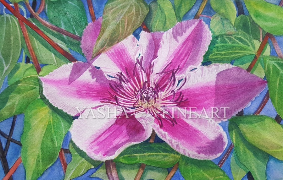 Clematis Piilu Waldrebe