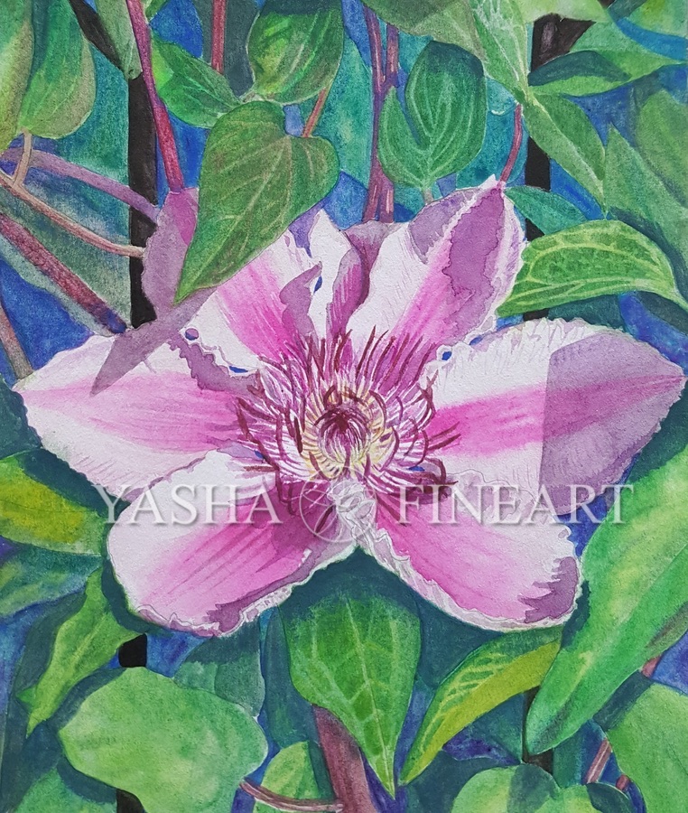 Clematis Piilu