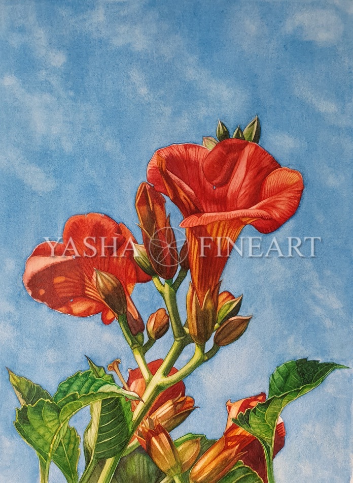 Trompetenblume, Campsis radicans