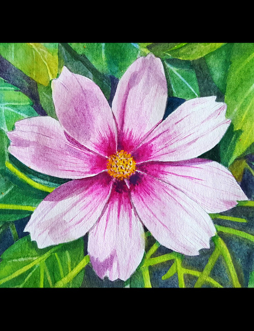 Kosmee