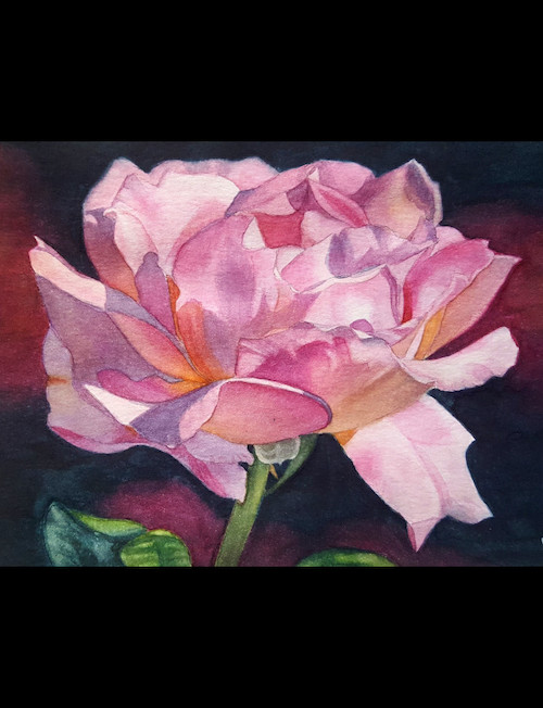 Rose