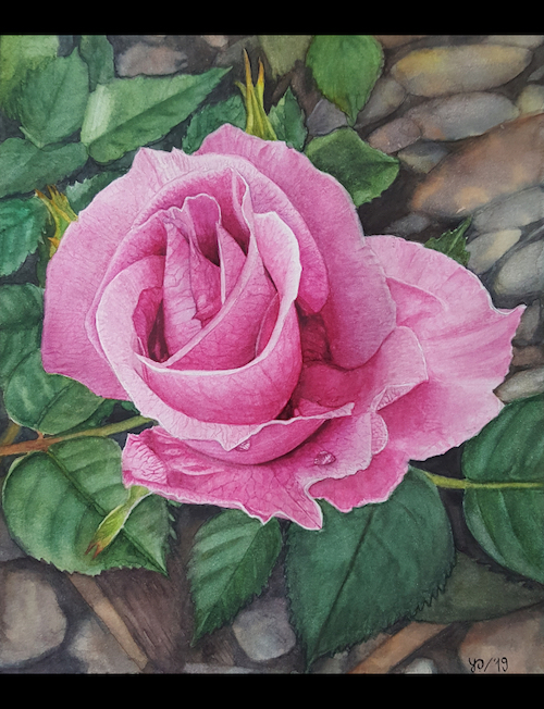 Rose