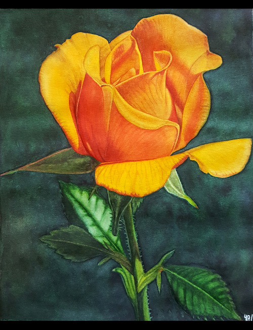Orange Rose