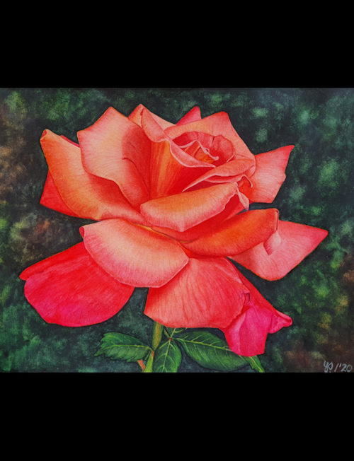 Rose „Freisinger Morgenröte“