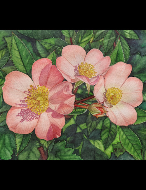 Rose „Open arms“